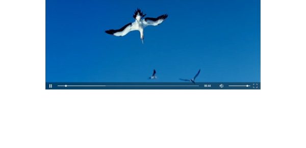 youtube html5 video player not working